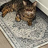 cat, tabby_cat, fluffy, fur, pet, animal, lying_down, portrait, whiskers, ears, eyes, paws, striped_fur, brown, gray, indoor, rug, floor, cabinet, home_decor