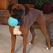 Fred is registered to the contest to win money with this photo: dog, ball, indoor, carpet, brick_wall, plant, basket, pet, animal, toy, brown_dog, white_paws, fetch, standing, home, living_room, playful, ears, face, muzzle