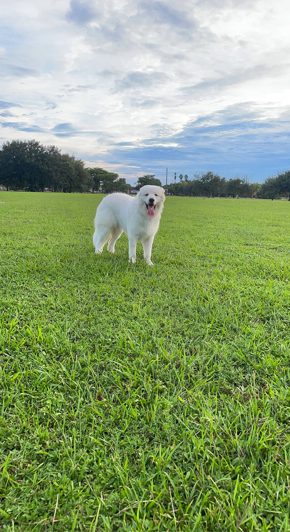 Benito joined the competition — help win amazing prizes! agriculture, canidae, carnivore, cloud, companion_dog, cumulus, dog, dog_breed, field, grass, grassland, meadow, natural_landscape, pasture, people_in_nature, plant, prairie, sky, tree, working_animal