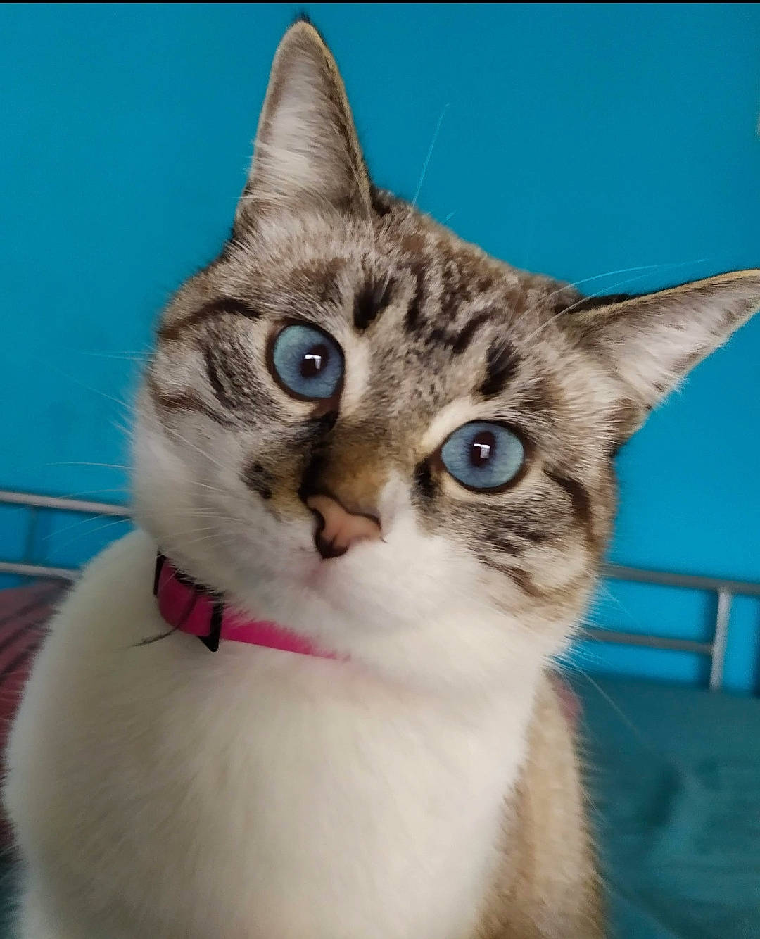 Caline participe au concours pour gagner de l'argent avec cette photo : aegean_cat, american_wirehair, asian, australian_mist, carnivore, cat, domestic_short_haired_cat, european_shorthair, eye, fawn, felidae, kitten, mammal, ojos_azules, singapura, small_to_medium_sized_cats, snout, tabby_cat, vertebrate, whiskers