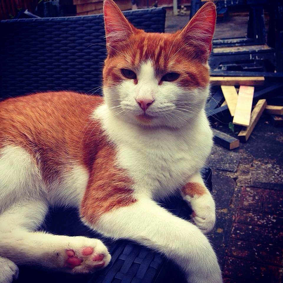 Milo is registered to the contest to win money with this photo: