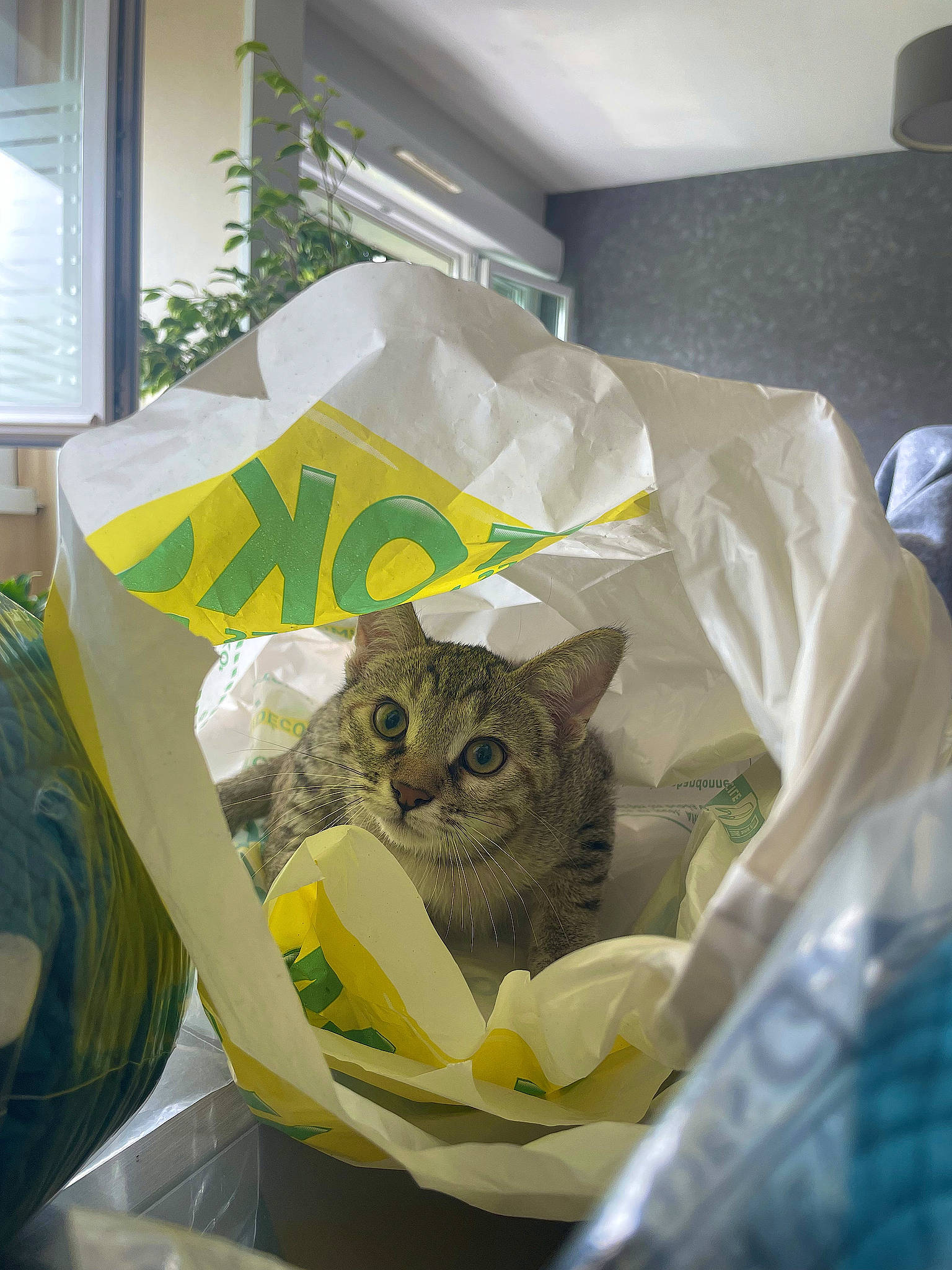 Uzzy a rejoint le concours — aidez-le/la à gagner de superbes lots ! bag, basket, carnivore, cat, domestic_short_haired_cat, felidae, fur, grass, linens, paper, paper_bag, paper_product, plant, refrigerator, room, small_to_medium_sized_cats, t_shirt, whiskers, window, window_blind