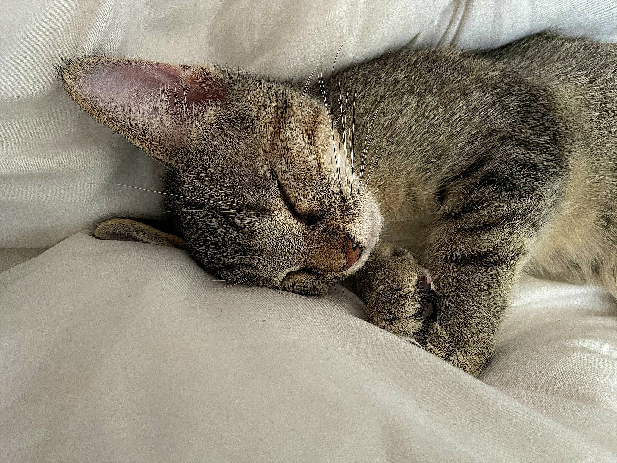 Uzzy participe au concours pour gagner de l'argent avec cette photo : bed, carnivore, cat, cat_bed, claw, close_up, comfort, domestic_short_haired_cat, ear, felidae, fur, grey, linens, nap, paw, sleep, small_to_medium_sized_cats, snout, terrestrial_animal, whiskers