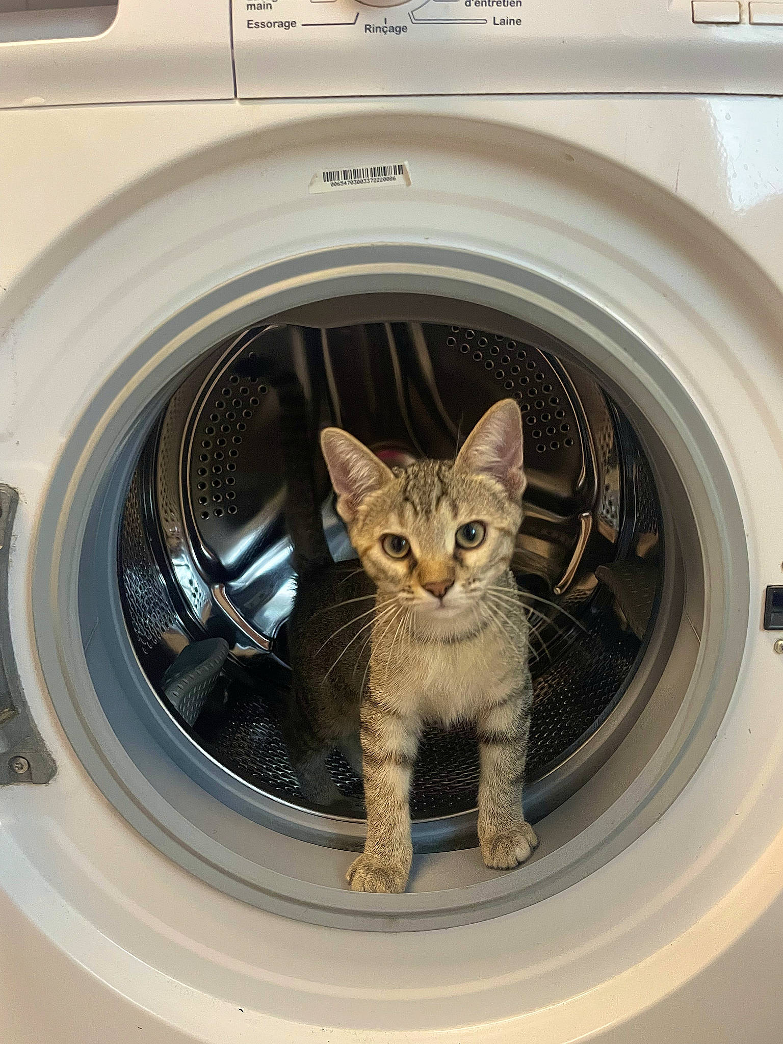 Uzzy a rejoint le concours — aidez-le/la à gagner de superbes lots ! automotive_design, automotive_tire, carnivore, cat, clothes_dryer, felidae, gas, home_appliance, laundry, line, machine, major_appliance, motor_vehicle, rim, small_to_medium_sized_cats, vehicle, washing_machine, wheel, whiskers, white