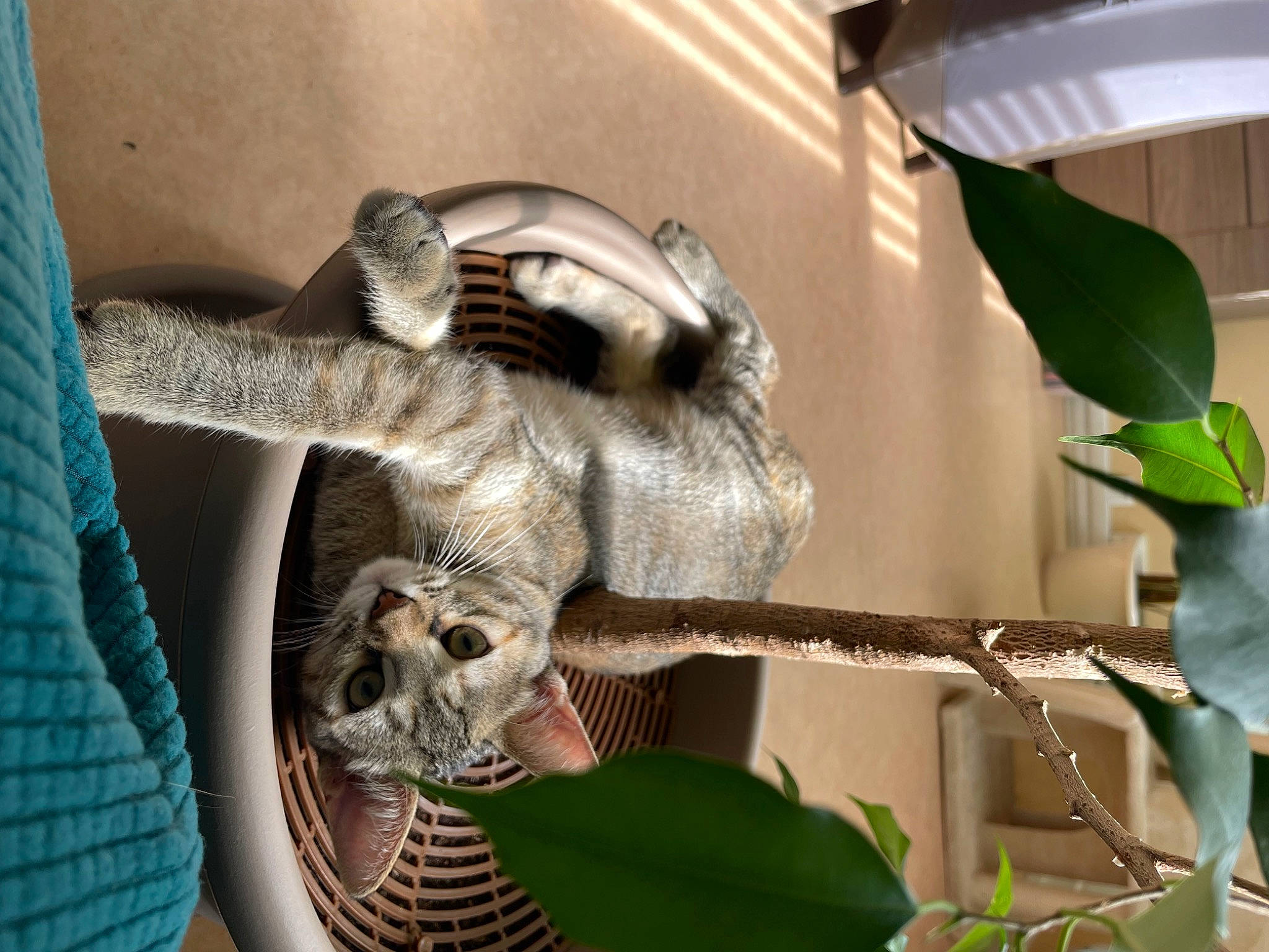 Uzzy participe au concours pour gagner de l'argent avec cette photo : claw, fur, houseplant, metal, plant, plant_stem, reptile, scaled_reptile, tail, terrestrial_animal, terrestrial_plant, tree, twig, wildlife, wood