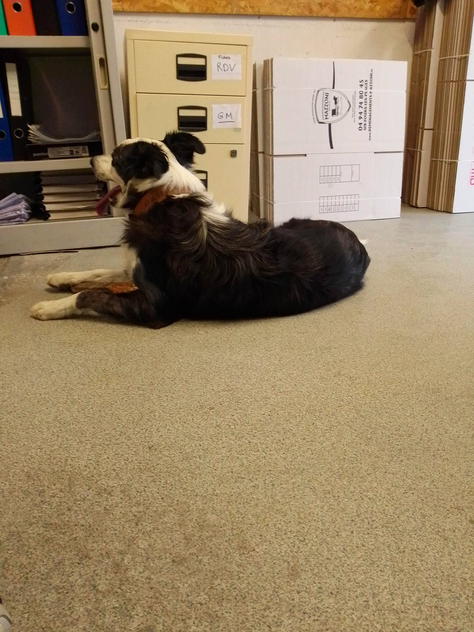 Neco participe au concours pour gagner de l'argent avec cette photo : bookcase, cabinetry, canidae, carnivore, carpet, comfort, companion_dog, dog, dog_breed, felidae, floor, flooring, fur, grey, hardwood, living_room, room, shelf, sporting_group, wood