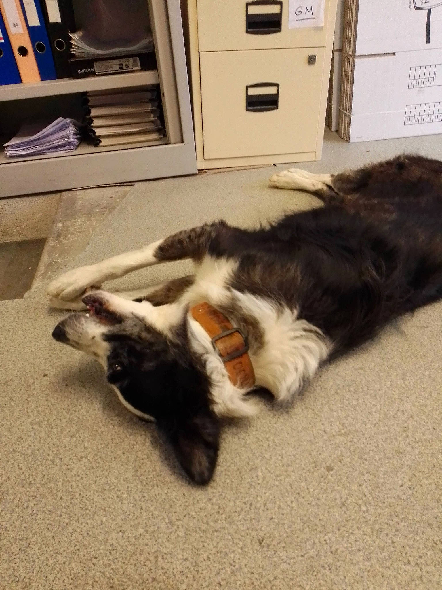 Neco participe au concours pour gagner de l'argent avec cette photo : cabinetry, carnivore, cat, chest_of_drawers, comfort, companion_dog, dog_breed, domestic_short_haired_cat, drawer, dresser, felidae, floor, flooring, fur, hardwood, small_to_medium_sized_cats, sporting_group, tail, whiskers, wood