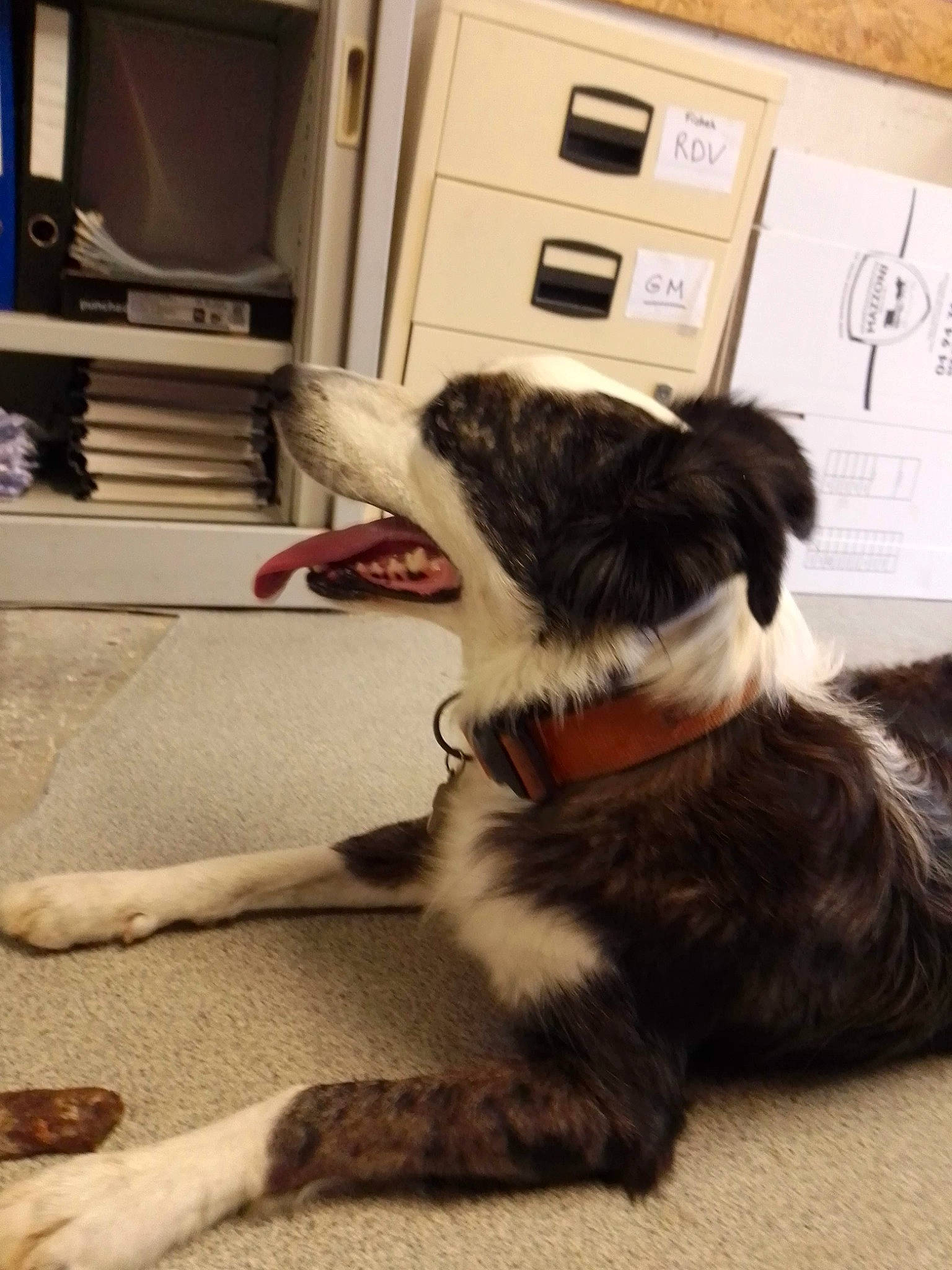 Neco a rejoint le concours — aidez-le/la à gagner de superbes lots ! cabinetry, carnivore, collar, comfort, companion_dog, dog, dog_breed, dog_collar, drawer, floor, flooring, fur, hardwood, home_appliance, mammal, paw, tail, terrier, wood, working_animal