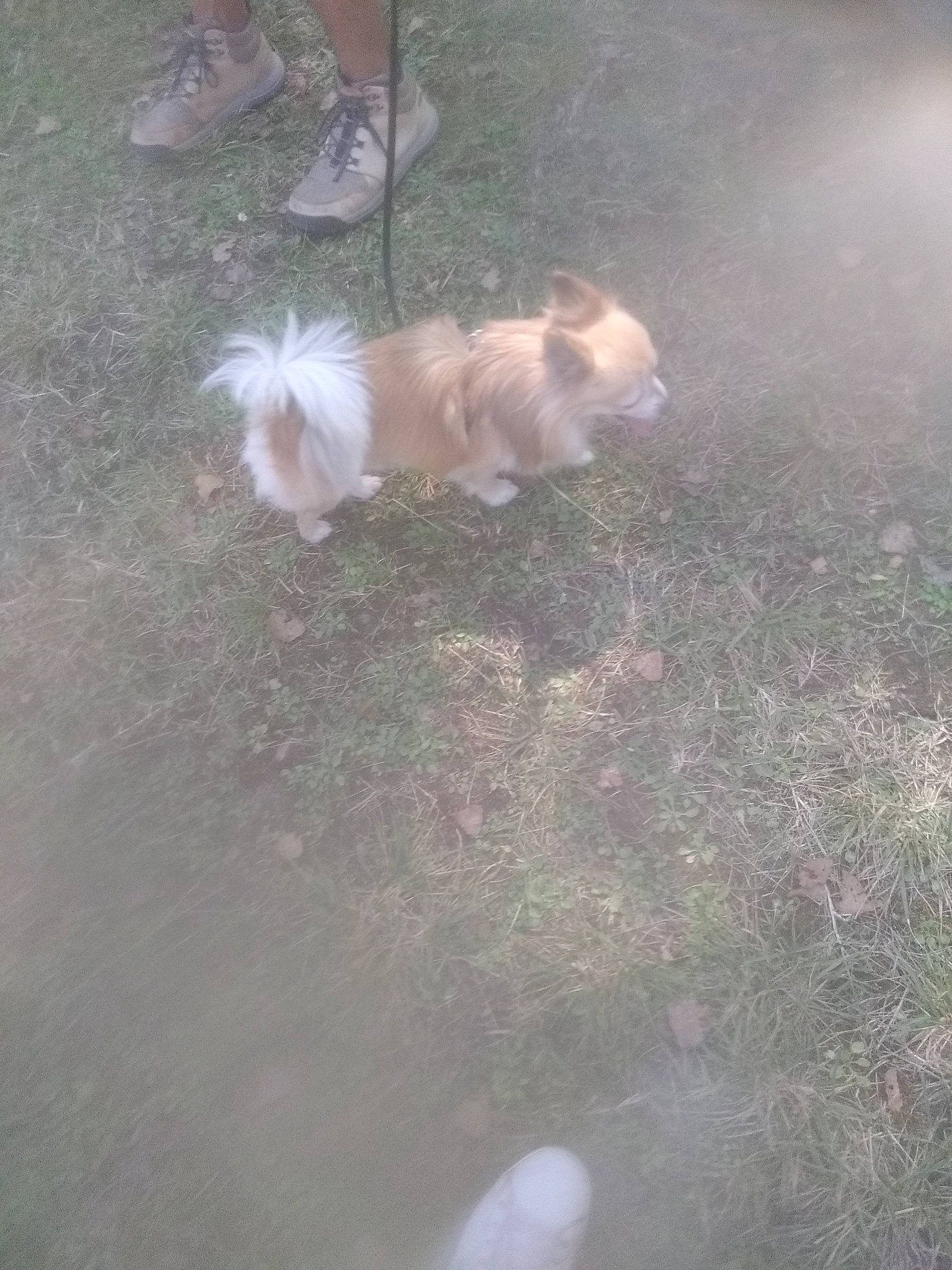 Nougat participe au concours pour gagner de l'argent avec cette photo : asphalt, canidae, carnivore, cloud, companion_dog, dog, dog_breed, fawn, fur, grass, road_surface, small_terrier, small_to_medium_sized_cats, snout, soil, sporting_group, tail, terrier, toy_dog, whiskers