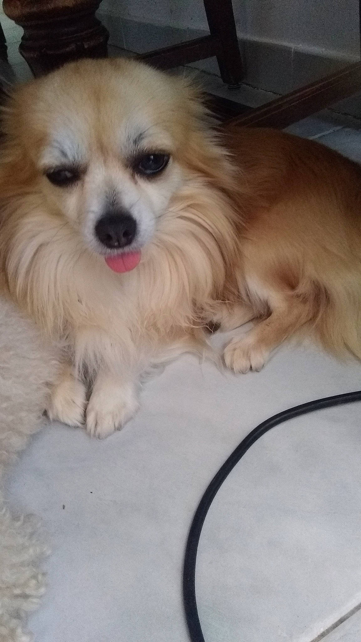 Nougat a rejoint le concours — aidez-le/la à gagner de superbes lots ! canidae, carnivore, companion_dog, corgi_chihuahua, dog, dog_breed, dog_supply, fawn, fur, german_spitz_klein, liver, pekingese, snout, spaniel, sporting_group, tibetan_spaniel, toy_dog, volpino_italiano, whiskers, working_animal