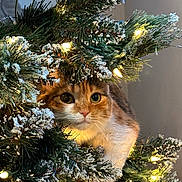 Callie joined the competition — help win amazing prizes! cat, christmas_tree, holiday_lights, curious, snowy_branches, indoor, festive, decorations, pet, whiskers, greenery, warm_lighting, closeup, cute, feline, celebration, tree_lights, animal, christmas, festivity