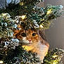 cat, christmas_tree, holiday_lights, curious, snowy_branches, indoor, festive, decorations, pet, whiskers, greenery, warm_lighting, closeup, cute, feline, celebration, tree_lights, animal, christmas, festivity