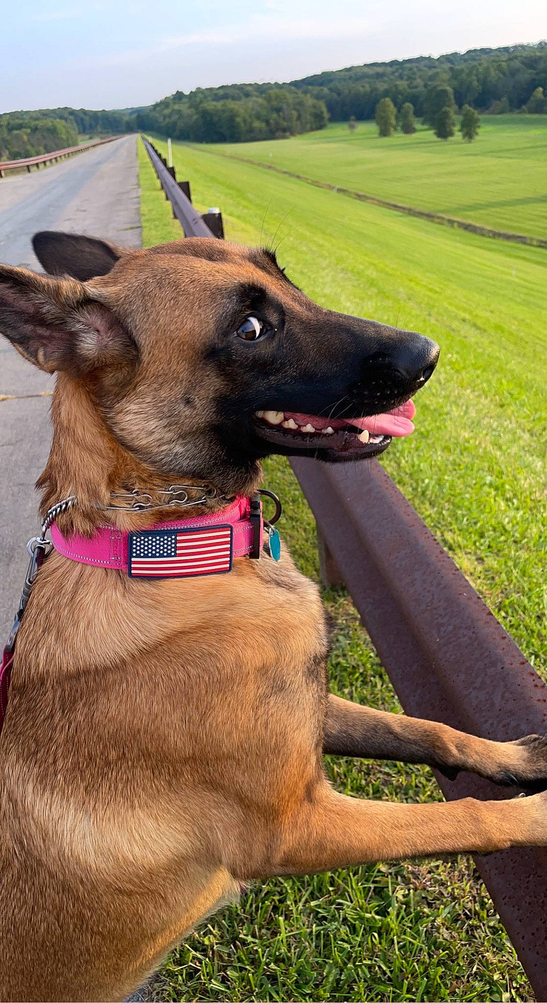 Mazikeen is registered to the contest to win money with this photo: carnivore, collar, companion_dog, dog, dog_breed, dog_collar, dog_supply, fashion_accessory, fawn, grass, grassland, hat, landscape, leash, liver, pet_supply, plant, sky, tree, working_animal