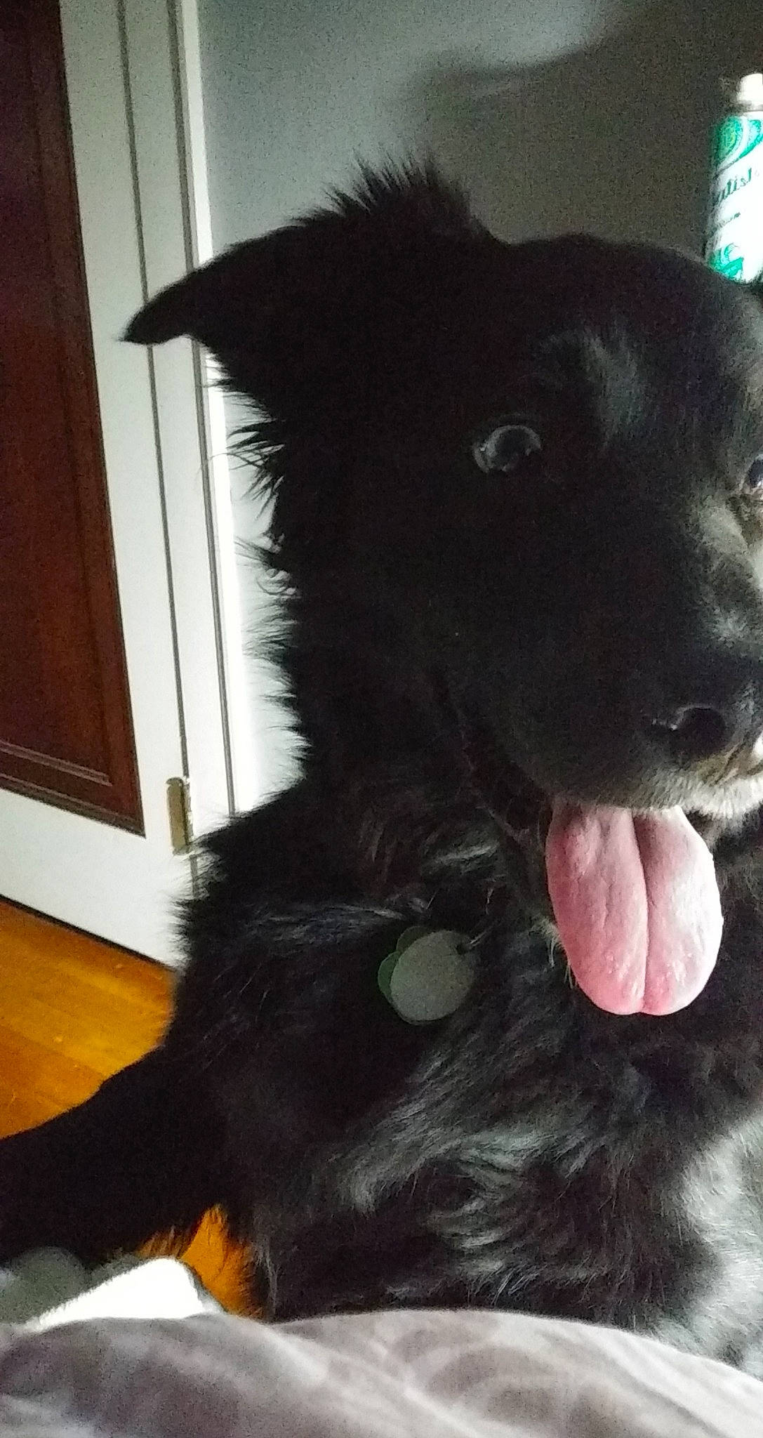 Sheriff joined the competition — help win amazing prizes! black, canidae, carnivore, companion_dog, dog, dog_breed, dog_toy, fur, natural_material, pet_supply, snout, sporting_group, stuffed_toy, terrestrial_animal, tongue, toy, vertebrate, whiskers, wood_stain, working_animal