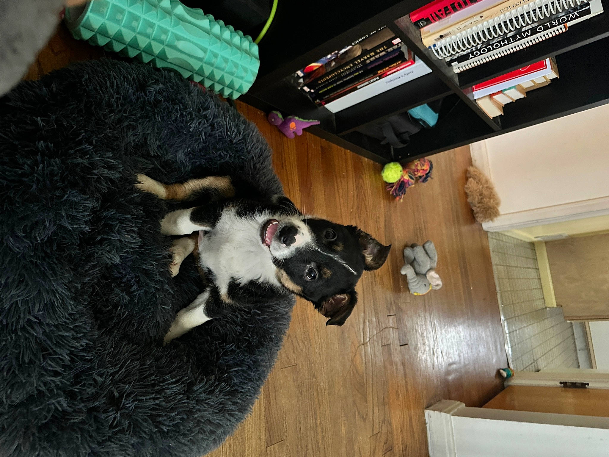 Pepper joined the competition — help win amazing prizes! canidae, carnivore, companion_dog, dog_breed, fawn, felidae, flooring, fur, hardwood, plywood, small_to_medium_sized_cats, snout, sporting_group, tail, terrestrial_animal, whiskers, wood, wood_stain, wool, working_animal