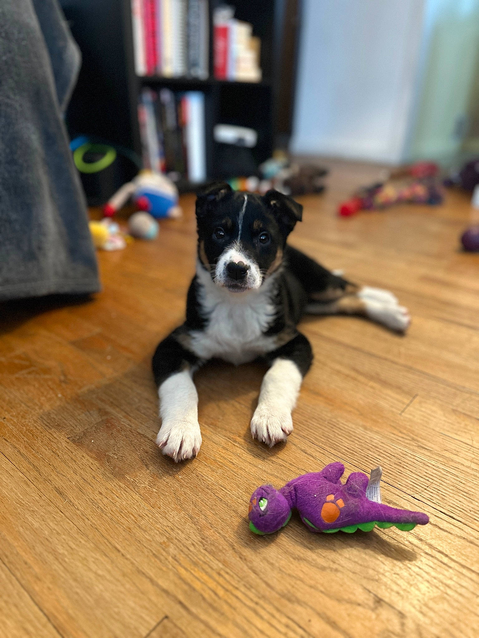 Pepper is registered to the contest to win money with this photo: bookcase, carnivore, companion_dog, dog, dog_breed, floor, flooring, hardwood, herding_dog, laminate_flooring, paw, snout, tail, toy_dog, varnish, whiskers, wood, wood_flooring, wood_stain, working_animal