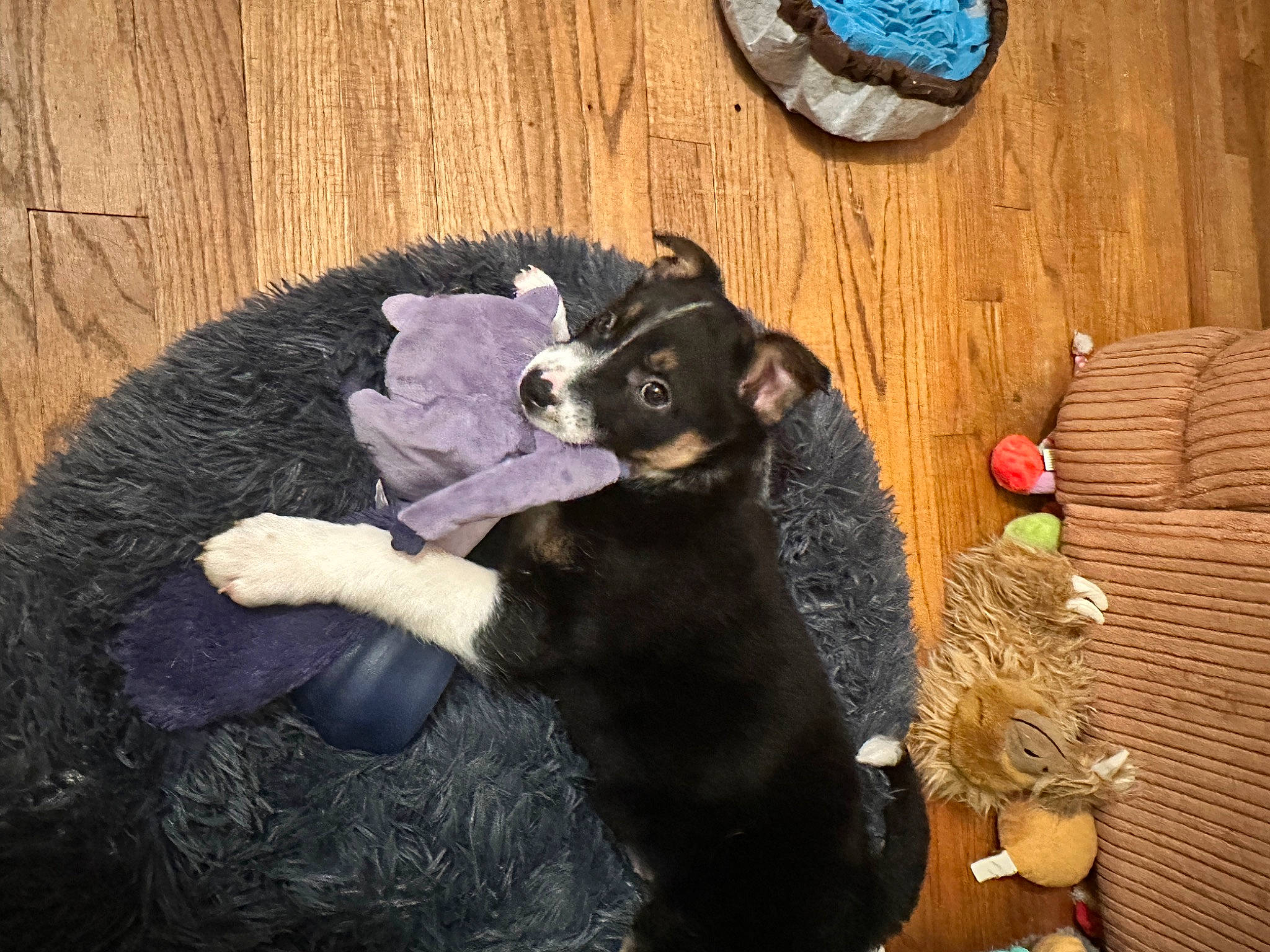 Pepper joined the competition — help win amazing prizes! bed, black_cat, canidae, carnivore, comfort, companion_dog, dog_breed, fawn, felidae, formal_wear, fur, guard_dog, mammal, small_to_medium_sized_cats, sporting_group, tail, toy, whiskers, wood, working_animal