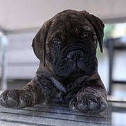 Bowser is registered to the contest to win money with this photo: animal, blurred_background, brindle, closeup, cute, dog, domestic, face, fur, glass_surface, indoor, laying_down, looking_at_camera, nose, paw, pet, portrait, puppy, wrinkles, young