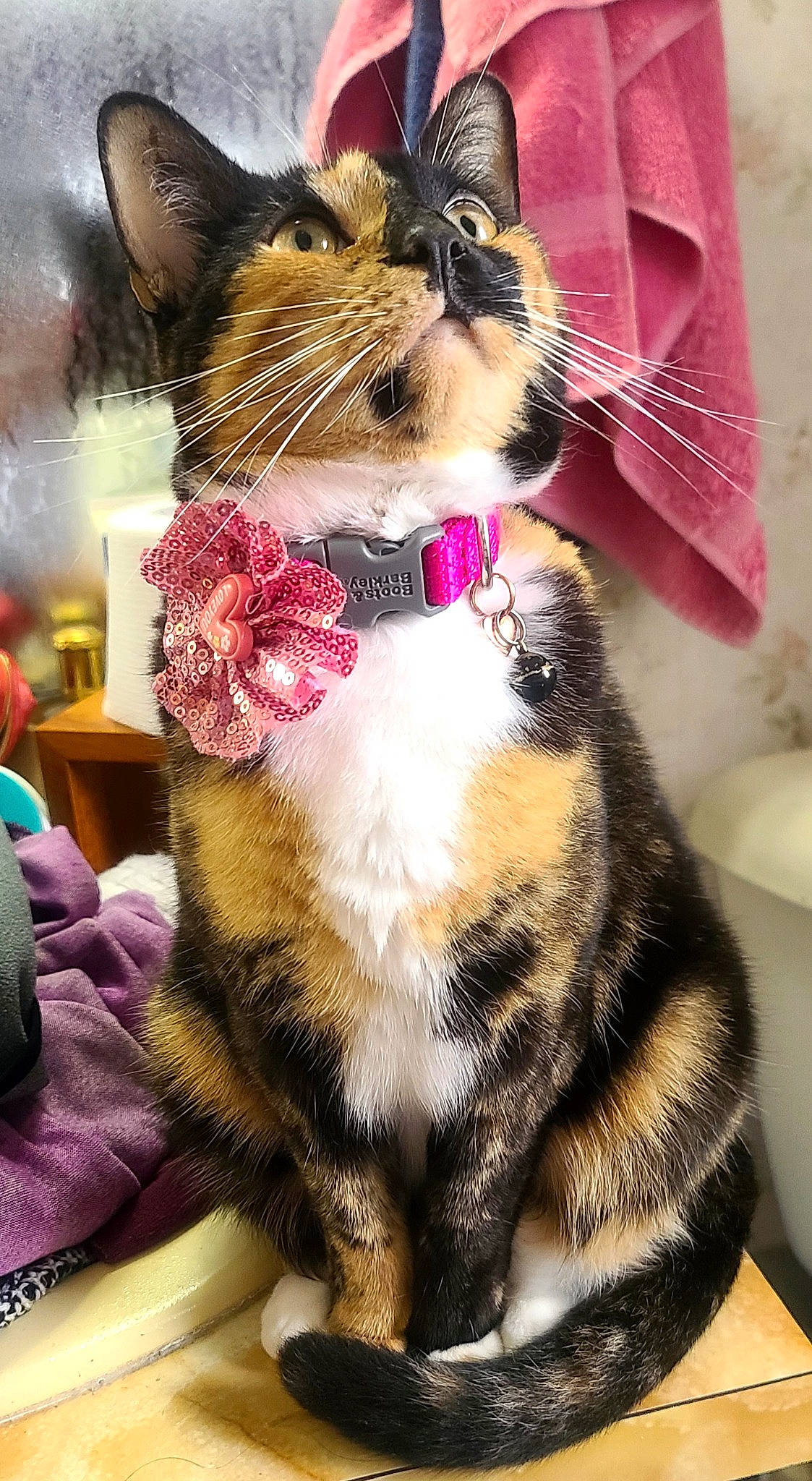 Molly is registered to the contest to win money with this photo: bag, basket, carnivore, cat, claw, collar, domestic_short_haired_cat, fashion_accessory, fawn, felidae, fur, lap, pattern, paw, small_to_medium_sized_cats, snout, tail, whiskers
