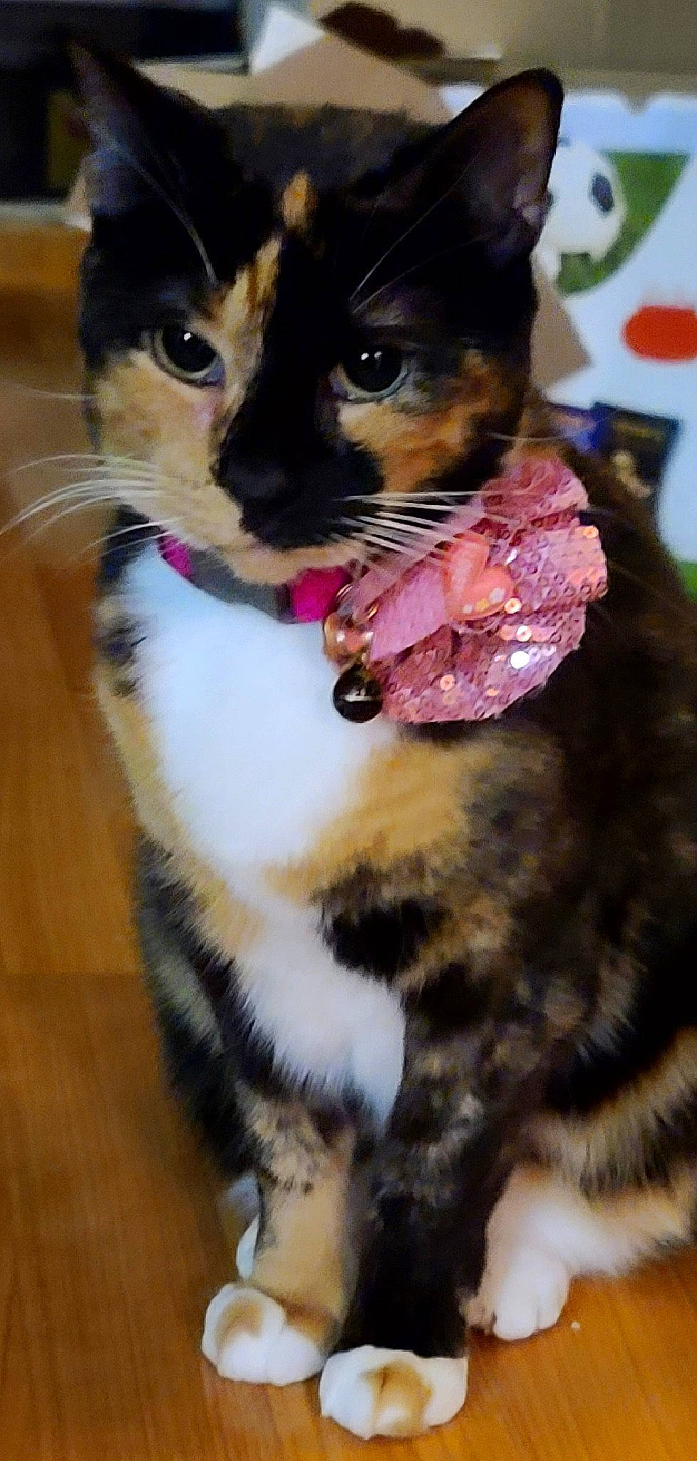 Molly is registered to the contest to win money with this photo: carnivore, cat, claw, collar, domestic_short_haired_cat, fawn, felidae, fur, grass, hardwood, iris, paw, pet_supply, small_to_medium_sized_cats, snout, tail, terrestrial_animal, thai, whiskers, window