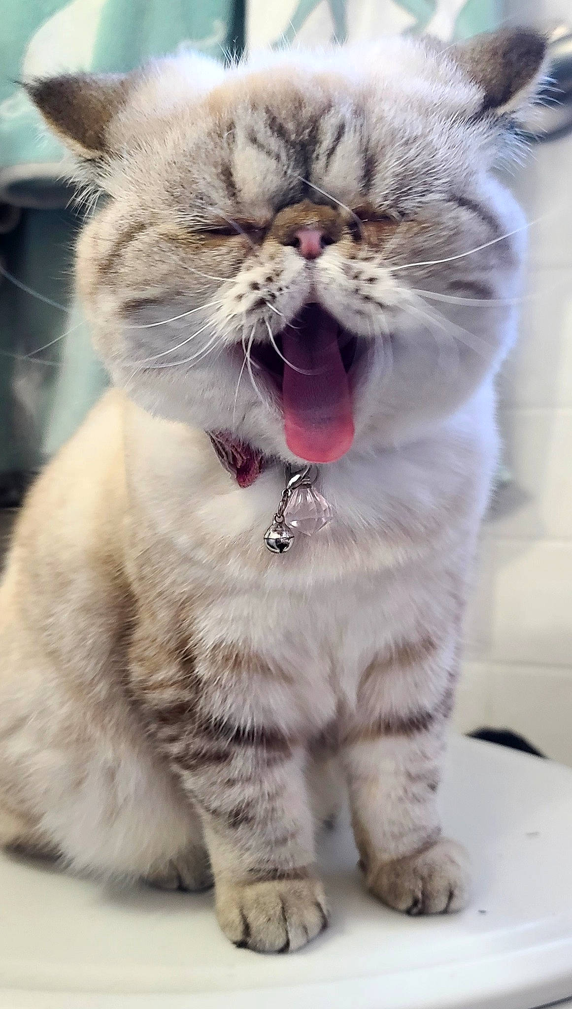 Gemma is registered to the contest to win money with this photo: carnivore, cat, claw, domestic_short_haired_cat, fang, felidae, fur, jaw, paw, photo_caption, photography, small_to_medium_sized_cats, snout, tail, terrestrial_animal, whiskers, window, yawn