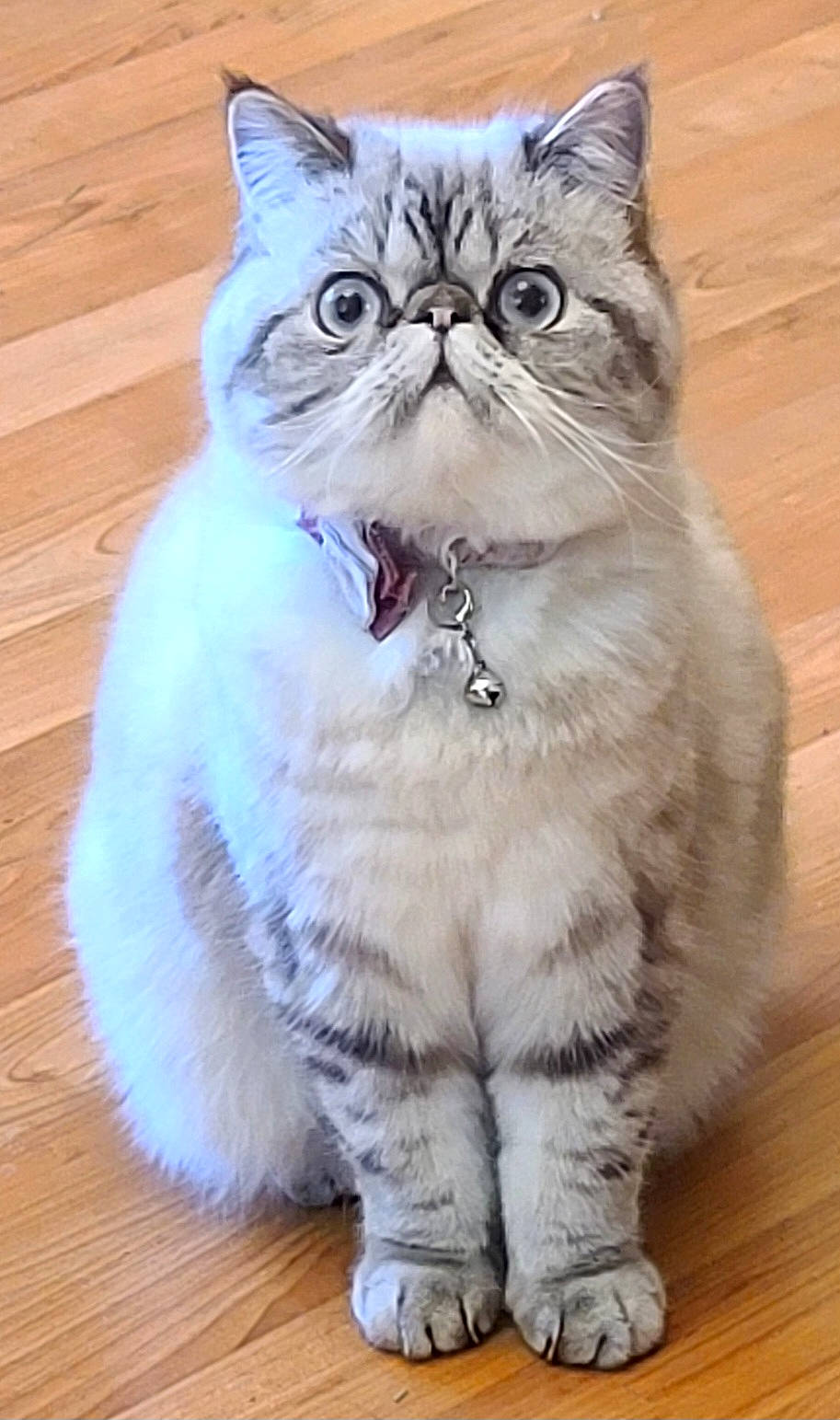 Gemma is registered to the contest to win money with this photo: carnivore, cat, electric_blue, event, felidae, flooring, fur, hardwood, paw, photo_caption, plank, small_to_medium_sized_cats, snout, tail, terrestrial_animal, varnish, whiskers, wood, wood_flooring, wood_stain