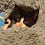 Johnny Desoto joined the competition — help win amazing prizes! kitten, cat, black_and_white, fluffy, blanket, cozy, pet, cute, sleepy, animal, fur, indoor, soft, toy, resting, whiskers, small, nose, eyes, comfort