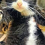 Johnny Desoto is registered to the contest to win money with this photo: kitten, cat, black_and_white, whiskers, close_up, pet, animal, fur, cute, young, eyes, curious, indoor, portrait, mammal, feline, soft, fluffy, tuxedo_cat, adorable