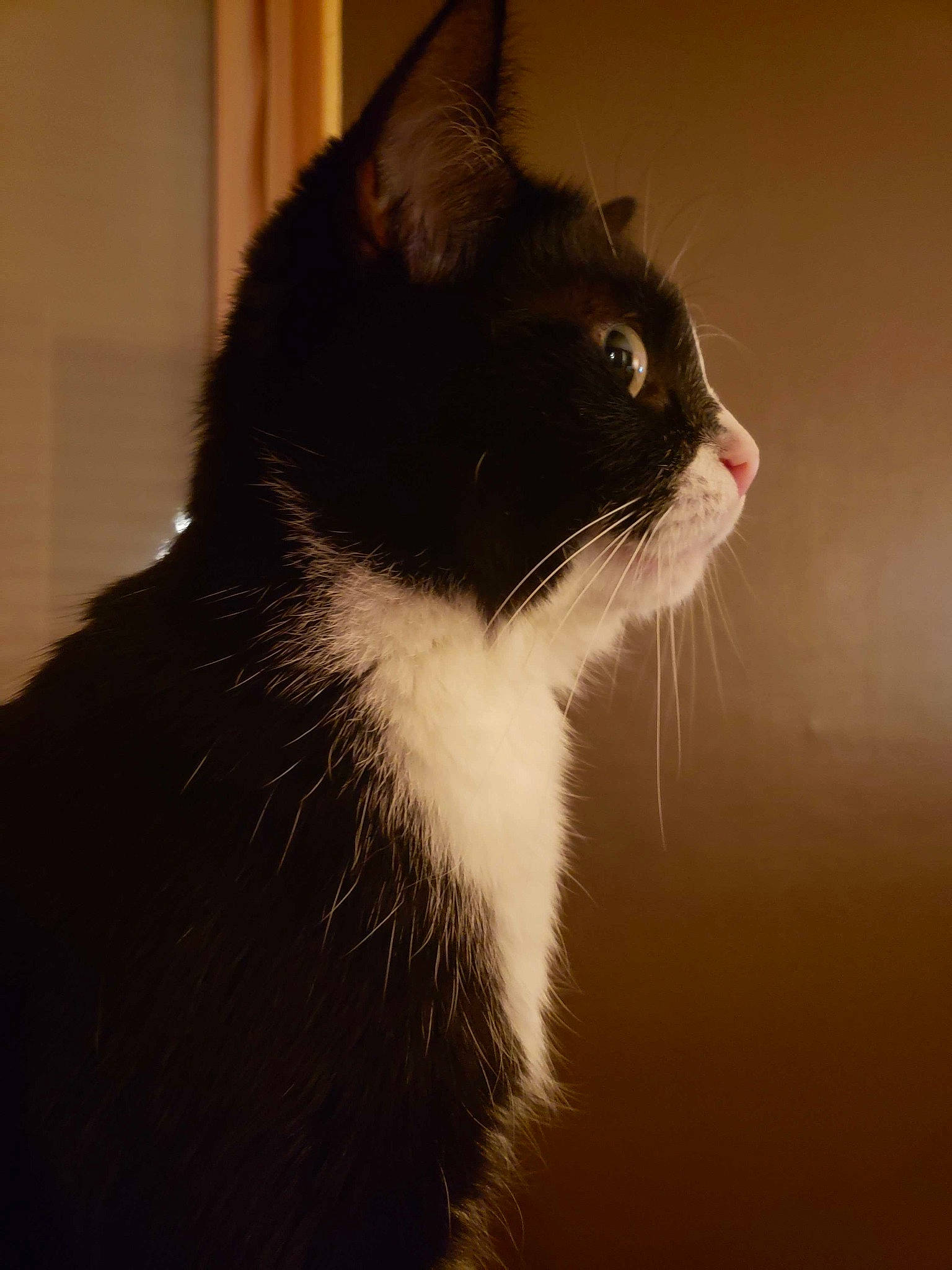 Bahia participe au concours pour gagner de l'argent avec cette photo : black_cat, carnivore, cat, darkness, domestic_short_haired_cat, felidae, fur, hair, monochrome, monochrome_photography, paw, shadow, small_to_medium_sized_cats, snout, tail, terrestrial_animal, tints_and_shades, whiskers, window