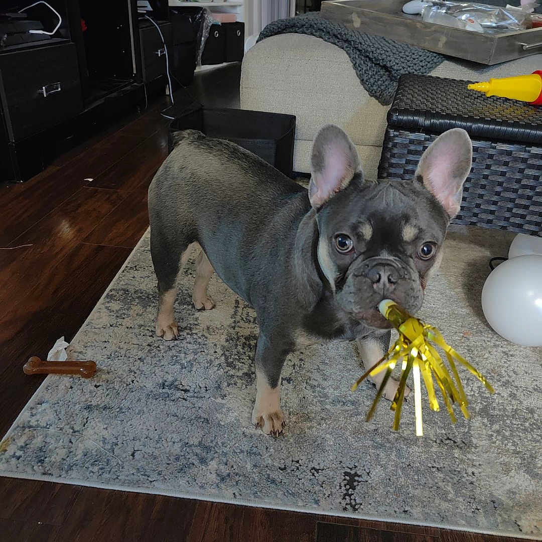 Lindin joined the competition — help win amazing prizes! animal, architecture, ball, building, bulldog, canine, couch, dog, frenchbulldog, furniture, homedecor, indoors, livingroom, pet, puppy, room, sport, tennis, tennisball, wood