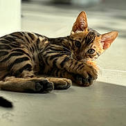 Adès a rejoint le concours — aidez-le/la à gagner de superbes lots ! cat, bengal_cat, kitten, pet, paw, whiskers, stripes, indoor, sunlight, tile_floor, ear, eyes, portrait, close_up, resting, playful, fur, shadow, toy, floor