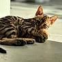 cat, bengal_cat, kitten, pet, paw, whiskers, stripes, indoor, sunlight, tile_floor, ear, eyes, portrait, close_up, resting, playful, fur, shadow, toy, floor