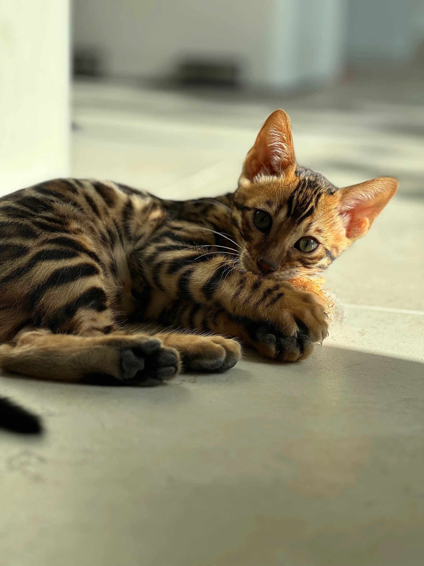 Adès a rejoint le concours — aidez-le/la à gagner de superbes lots ! cat, bengal_cat, kitten, pet, paw, whiskers, stripes, indoor, sunlight, tile_floor, ear, eyes, portrait, close_up, resting, playful, fur, shadow, toy, floor
