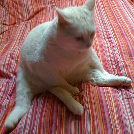 Chouky
