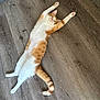 Uby a rejoint le concours — aidez-le/la à gagner de superbes lots ! cat, ginger_cat, white_cat, stretching, floor, wooden_floor, pet_bowl, food_bowl, water_bowl, indoor, relaxed, feline, paws, tail, looking_up, home, domestic, animal, cute, pet