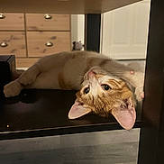 Uby participe au concours pour gagner de l'argent avec cette photo : cat, orange_cat, white_cat, lying_down, upside_down, wooden_shelf, indoor, furniture, curious, pet, animal, floor, cabinet, door, wide_eyes, whiskers, ears, paws, cozy, relaxed