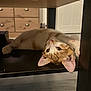 cat, orange_cat, white_cat, lying_down, upside_down, wooden_shelf, indoor, furniture, curious, pet, animal, floor, cabinet, door, wide_eyes, whiskers, ears, paws, cozy, relaxed