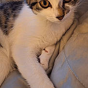 Finn is registered to the contest to win money with this photo: animal, blanket, cat, closeup, cozy, cute, ears, eyes, fur, indoor, kitten, looking, paw, pet, resting, soft, tabby, whiskers, white, young