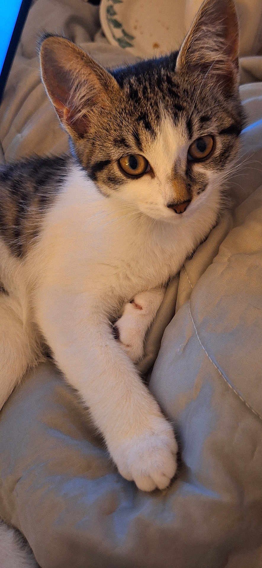 Finn