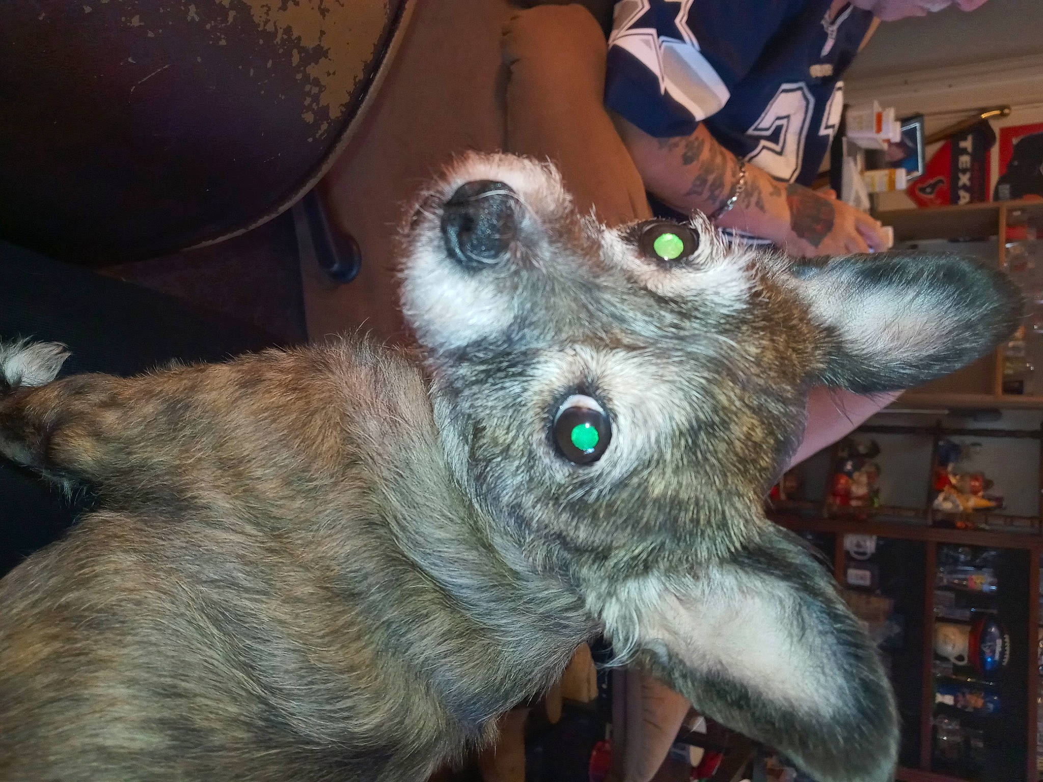 Lulu is registered to the contest to win money with this photo: bookcase, canidae, carnivore, claw, companion_dog, dog, dog_breed, domestic_short_haired_cat, ear, felidae, fur, jaw, paw, shelf, small_to_medium_sized_cats, snout, sporting_group, terrestrial_animal, whiskers, working_animal