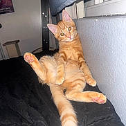 Trophy is registered to the contest to win money with this photo: cat, kitten, orange_tabby, pet, indoor, window, black_blanket, curious, relaxed, feline, animal, cute, young_cat, paw, fur, whiskers, ears, lying_down, looking_at_camera, cozy