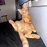 cat, kitten, orange_tabby, pet, indoor, window, black_blanket, curious, relaxed, feline, animal, cute, young_cat, paw, fur, whiskers, ears, lying_down, looking_at_camera, cozy
