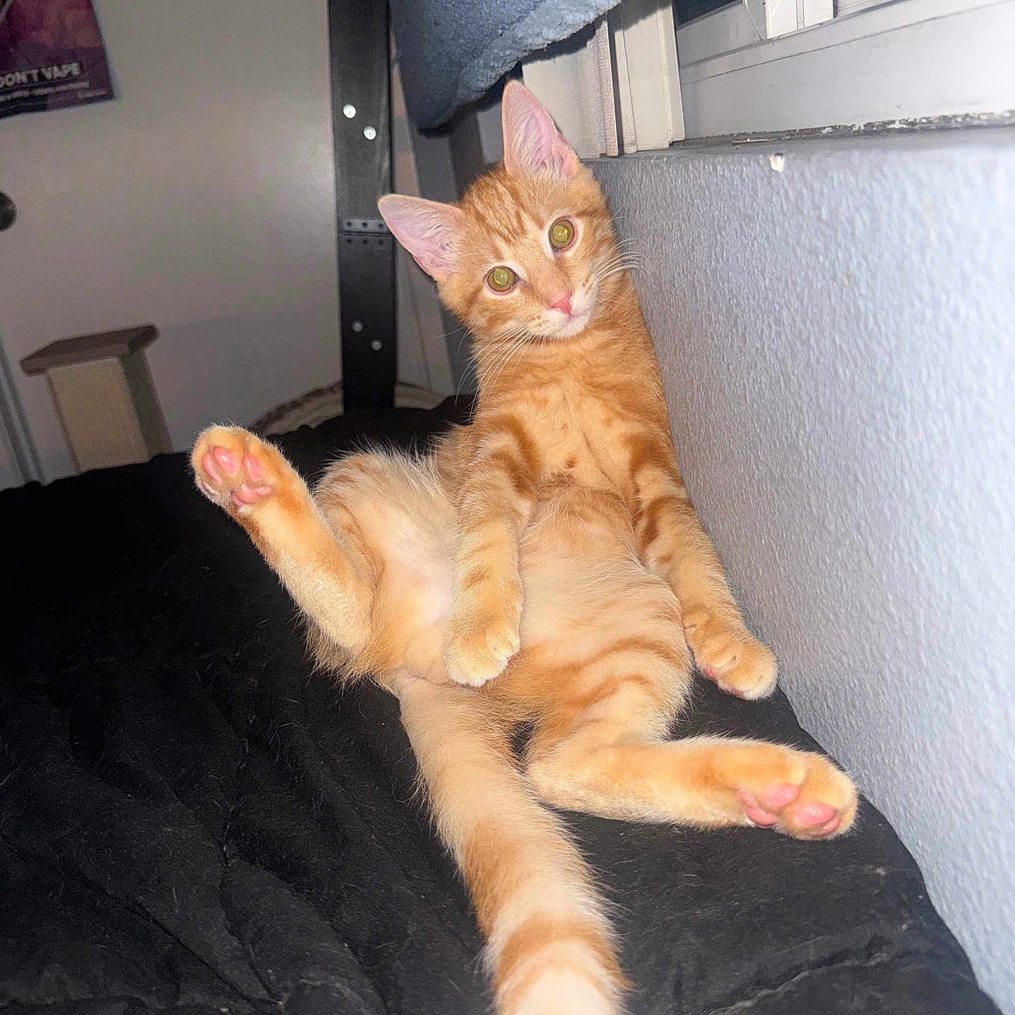 Trophy is registered to the contest to win money with this photo: cat, kitten, orange_tabby, pet, indoor, window, black_blanket, curious, relaxed, feline, animal, cute, young_cat, paw, fur, whiskers, ears, lying_down, looking_at_camera, cozy