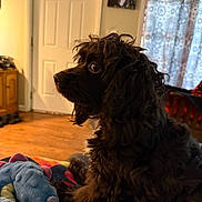 Hera Madea is registered to the contest to win money with this photo: dog, pet, black_dog, side_profile, curly_fur, eyes, stuffed_animal, plush_toy, blanket, indoor, hardwood_floor, curtain, door, cabinet, photo_frame, sitting, close_up, living_room, cozy, fur