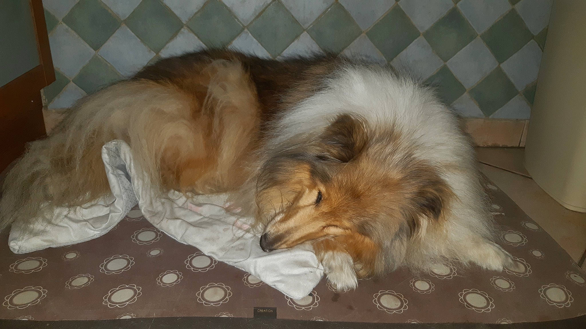 Fleur participe au concours pour gagner de l'argent avec cette photo : canidae, carnivore, claw, collie, comfort, companion_dog, dog, dog_breed, fawn, fur, liver, nap, rough_collie, scotch_collie, shetland_sheepdog, snout, sporting_group, tail, terrestrial_animal, whiskers