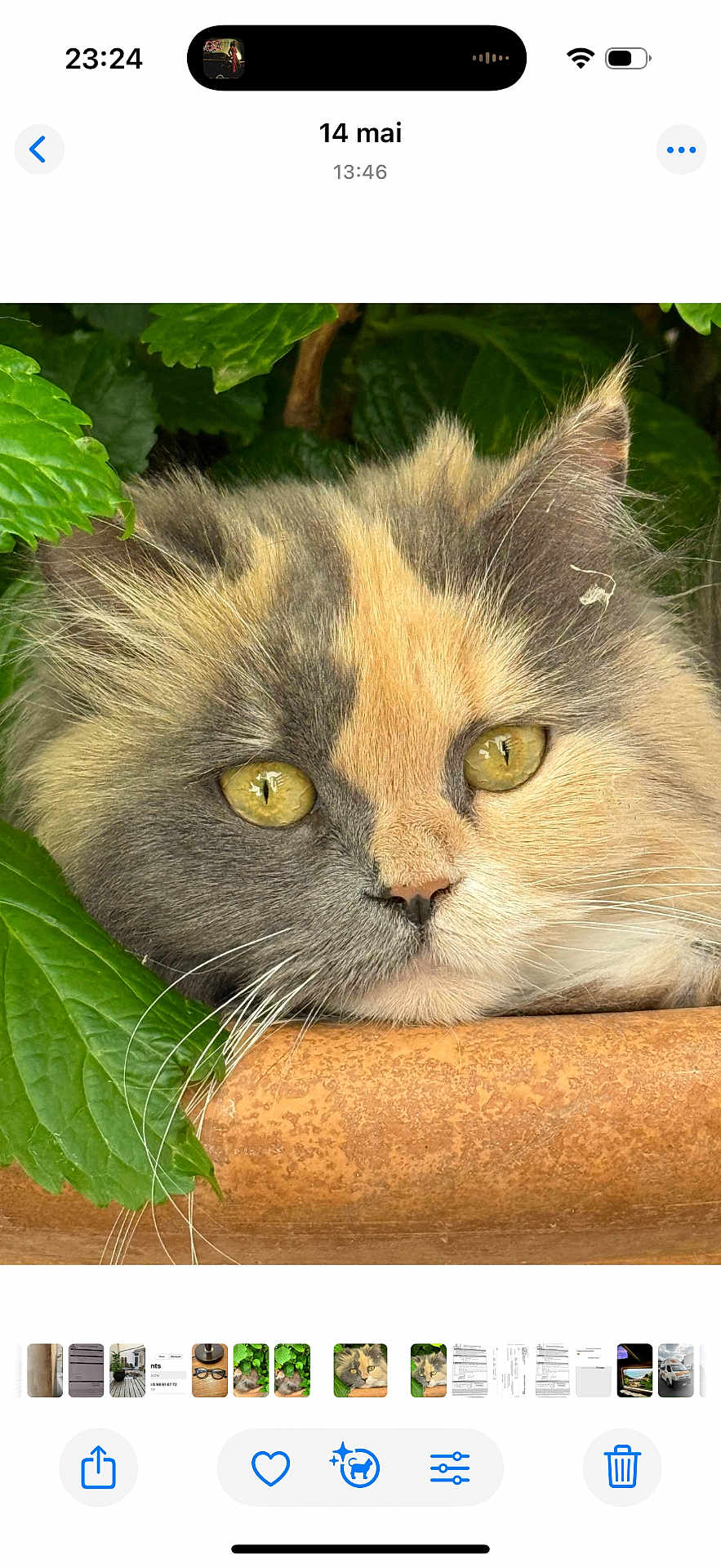Tara