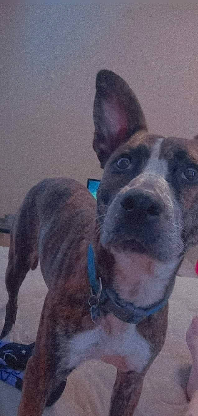 Lexington joined the competition — help win amazing prizes! american_pit_bull_terrier, american_staffordshire_terrier, canidae, carnivore, dog, dog_breed, mammal, non_sporting_group, rare_breed_dog, snout, vertebrate