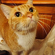 Garfield a rejoint le concours — aidez-le/la à gagner de superbes lots ! animal, cat, close_up, curious, cute, domestic_cat, fabric, feline, fur, house_pet, indoor, looking_up, orange_tabby, paws, pet, soft_fur, whiskers, whiskers_visible, white_chest, wooden_background