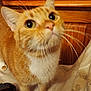 animal, cat, close_up, curious, cute, domestic_cat, fabric, feline, fur, house_pet, indoor, looking_up, orange_tabby, paws, pet, soft_fur, whiskers, whiskers_visible, white_chest, wooden_background
