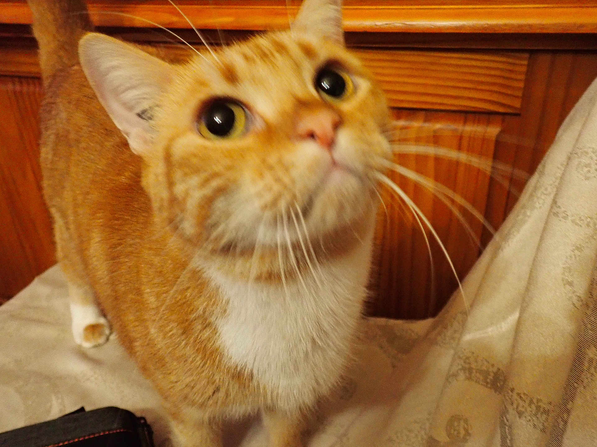Garfield